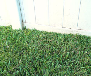 Grass Seed Mat a 69,99€