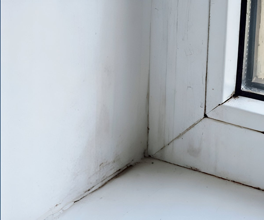 Starlyf Mold Erase 2x1 a 49,99€